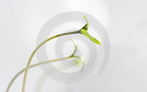 The tomato seedlings against a blurred white background.