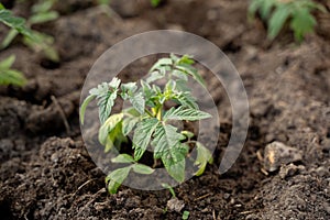 Tomato seedlings, beautiful green