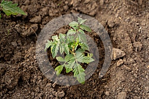 Tomato seedlings, beautiful green