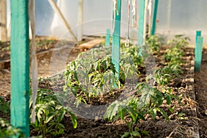 Tomato seedlings, beautiful green in clean soil