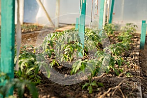 Tomato seedlings, beautiful green in clean soil