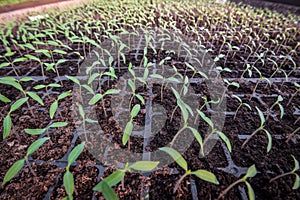 Tomato seedlings in cassettes in grid form