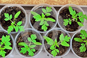 Tomato seedlings close up growing on the windowsill