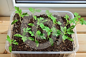 Tomato seedlings close up growing on the windowsill
