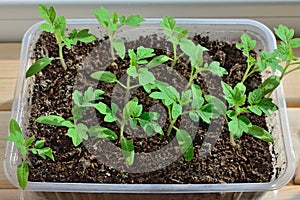 Tomato seedlings close up growing on the windowsill