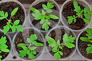 Tomato seedlings close up growing on the windowsill