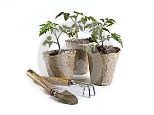 tomato seedlings in ecological organic pots and gardening tools