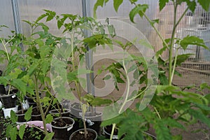 Tomato seedlings are green