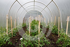 Tomato seedlings in a greenhouse.