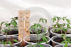 Tomato seedlings in a greenhouse and a thermometer showing the temperature of the growing environment