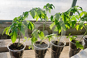 Tomato seedlings grow in separate containers. Rooting of bushes in ground