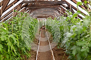 Tomato seedlings growing at greenhouse