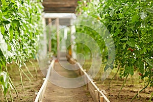 Tomato seedlings growing at greenhouse