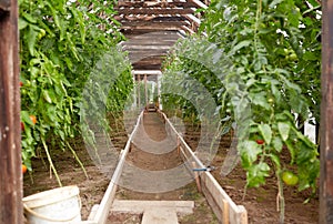 Tomato seedlings growing at greenhouse