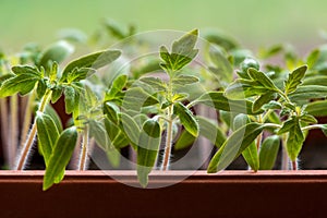 Tomato seedlings growing in a greenhouse