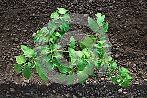 Tomato seedlings growing in a greenhouse - selective focus