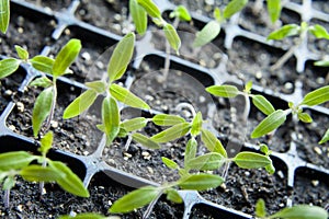 Tomato seedlings growing in a plastic multitray on a sunny windowsill