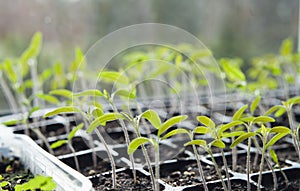 Tomato seedlings growing in a plastic multitray on a sunny windowsill