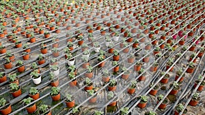 Tomato seedlings growing in pots in greenhouse