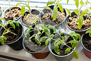 tomato seedlings growing in pots on window sill