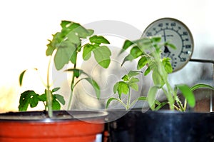 Silhouettes of tomato seedlings and window thermometer on the background with setting sun.