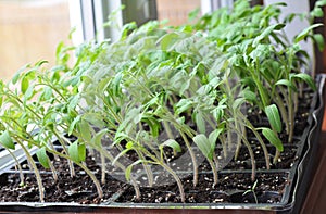 Tomato seedlings growing towards the sunlight on windowsill.