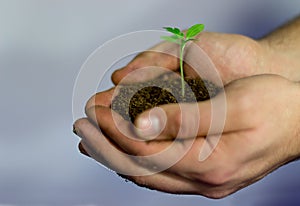 Tomato Seedlings in the hands of agriculture