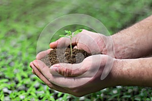 Tomato Seedlings in the hands of agriculture