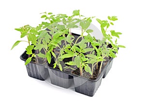 Tomato seedlings isolated photo
