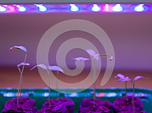 Tomato seedlings with leaves growing under purple UV LED light