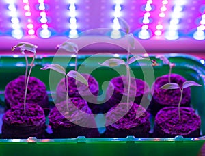 Tomato seedlings with leaves growing under purple UV LED light diodes