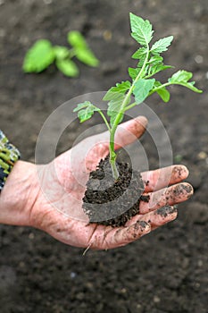 Tomato seedlings in a man`s hand. a green sprout