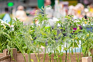 Tomato seedlings on the marketplace