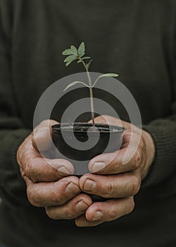 Grandfather holds in his old wrinkled hand a black pot with a green plant