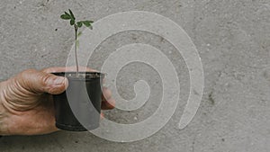 Grandfather holds in his old wrinkled hand a black pot with a green plant