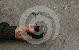 Grandfather holds in his old wrinkled hand a black pot with a green plant