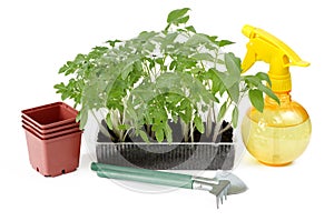 Tomato seedlings in a plastic box and garden tools