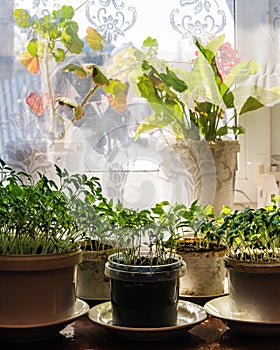 Tomato seedlings in plastic buckets with soil