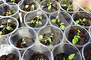 The tomato seedlings in plastic cups closeup