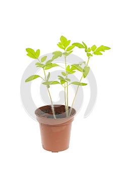 Tomato seedlings in a pot