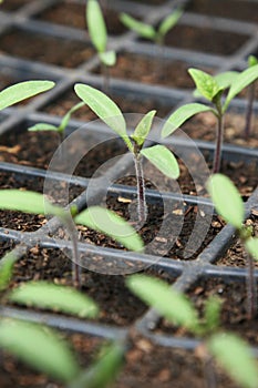 Tomato seedlings in pot