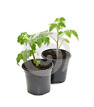 Tomato seedlings in a pot isolated on white background. Young pl
