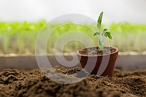 Tomato seedlings in a pot Organic gardening