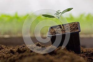 Tomato seedlings in a pot Organic gardening