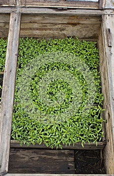 Tomato seedlings in seedbeds