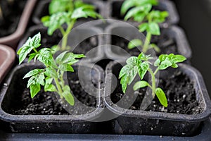 Tomato seedlings in small pots for growing