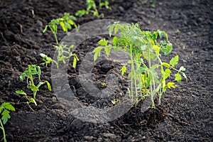 Tomato seedlings on soil