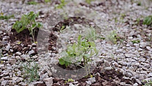 Tomato seedlings in strong wind