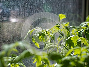 The tomato seedlings on the window in Moscow