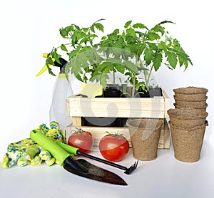 Tomato seedlings in a wooden garden crate surrounded by garden tools, peat pots and a spray bottle. Beautiful compositional